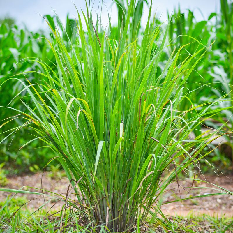 Fakahatchee Grass