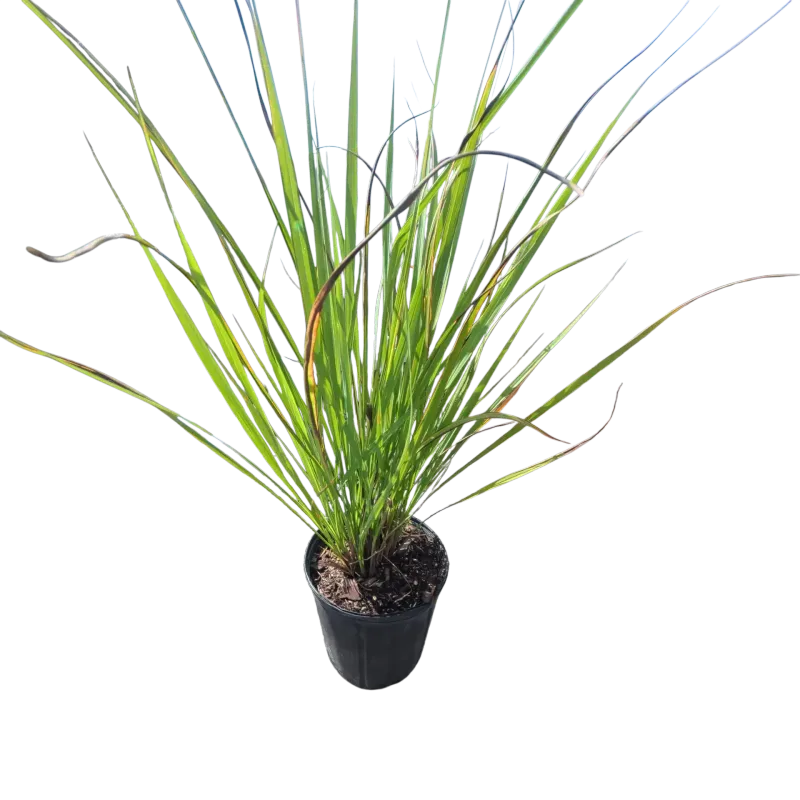 Fakahatchee Grass