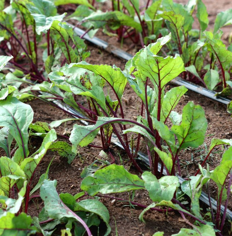 Fall beet timing depends on where you garden in North Carolina