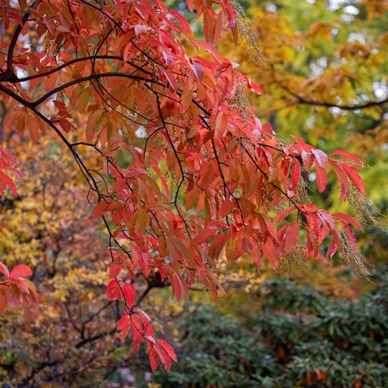 Fall color and fruit extend the display without extending nectar Fall color and fruit extend the display without extending nectar