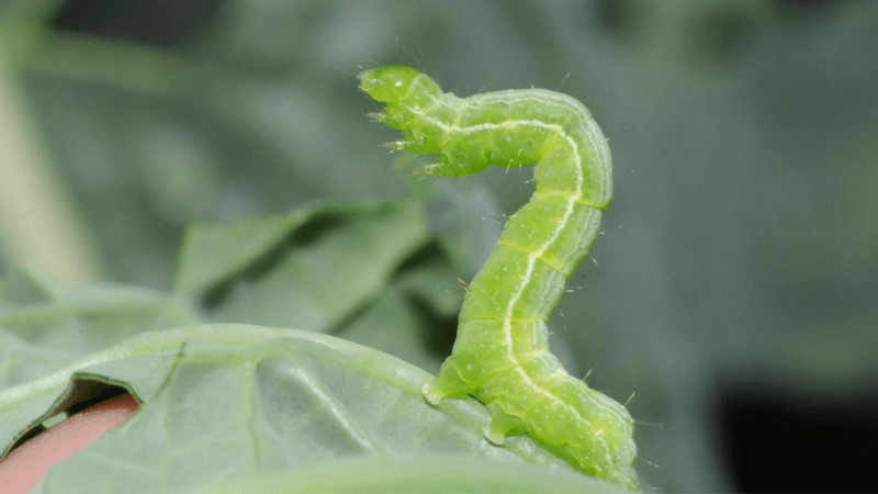 Fall pest scouting prevents damaged heads