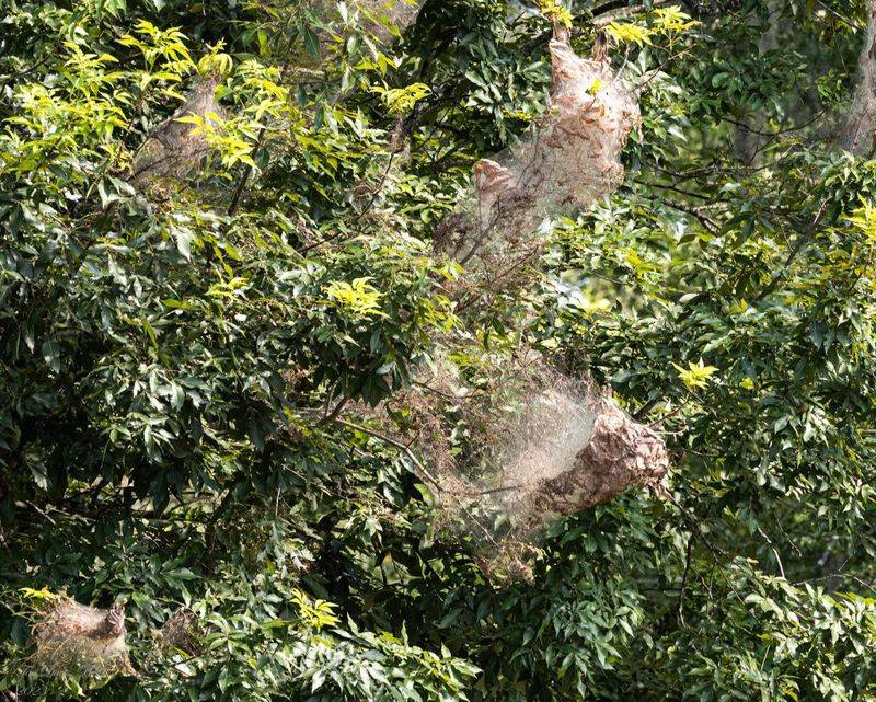 Fall webworms may be part of the story—but not the whole story