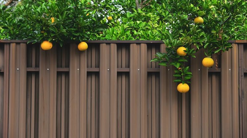 Fallen fruit creates a different question