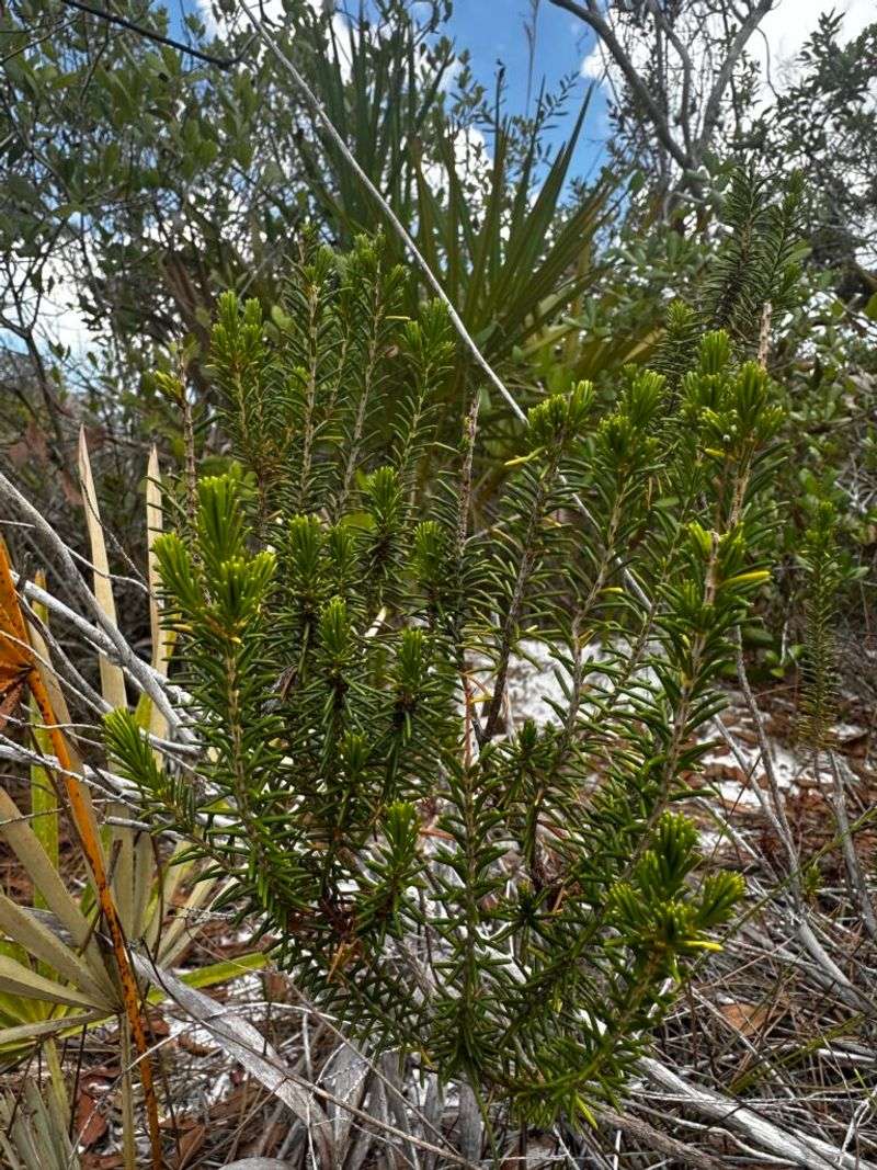 False Rosemary
