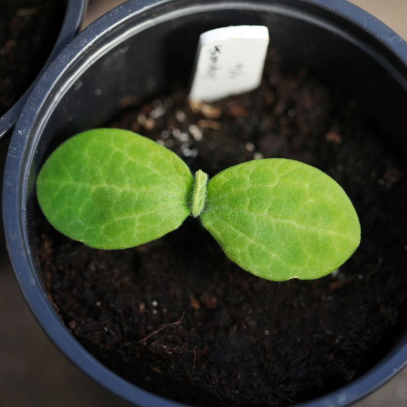 Fast Sprouting Does Not Prove the Seedlings Can Handle Late-Summer Heat