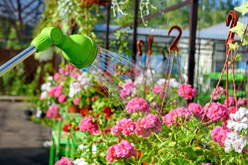 Feed according to the plant’s growing conditions