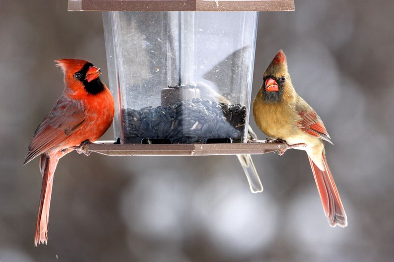 Feed and Water Carefully During Texas Heat