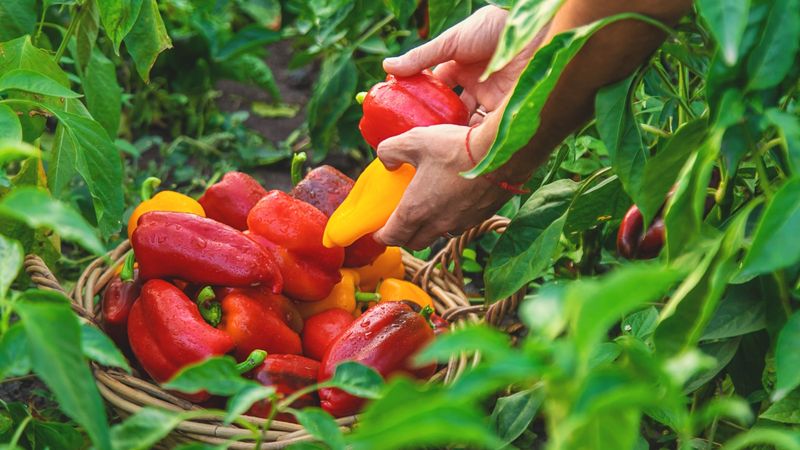Feed cautiously and harvest mature peppers