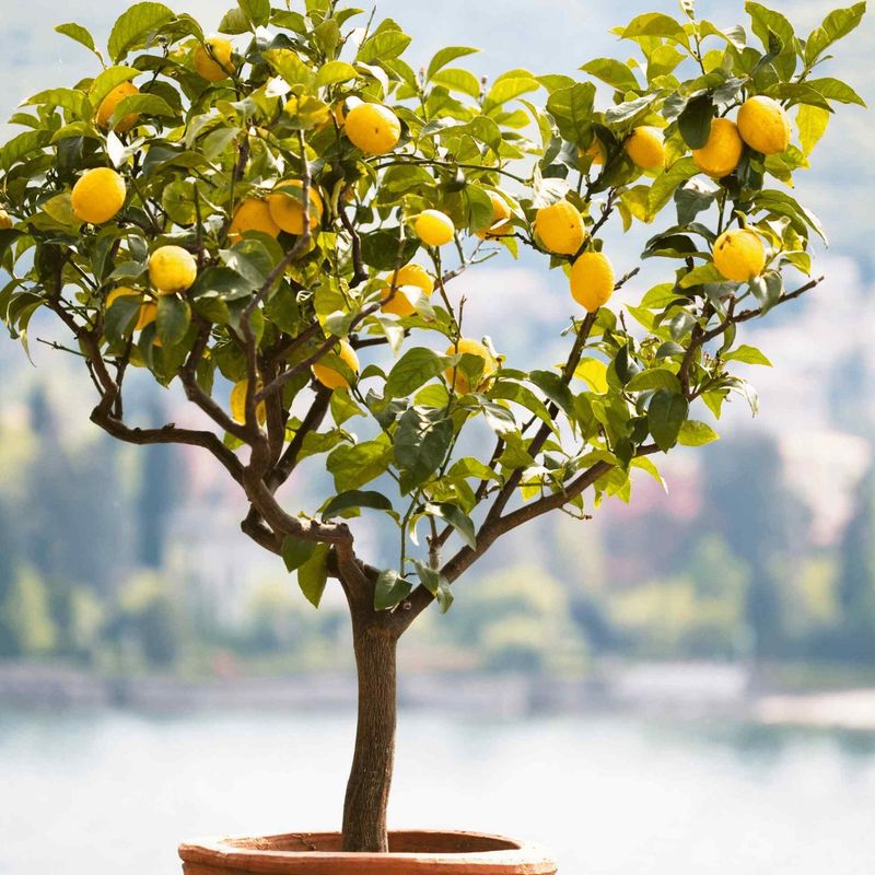 Feed for Fruit, Not Just Foliage