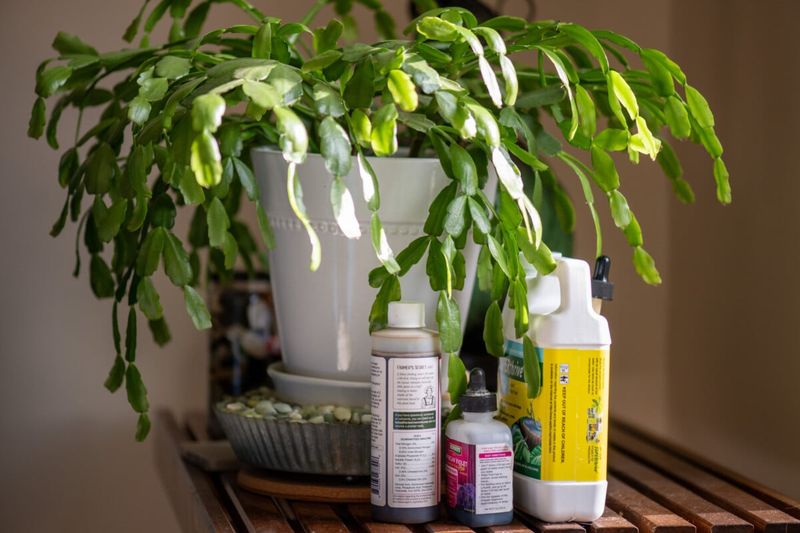 Feed monthly while new growth is actively developing Feed monthly while new growth is actively developing