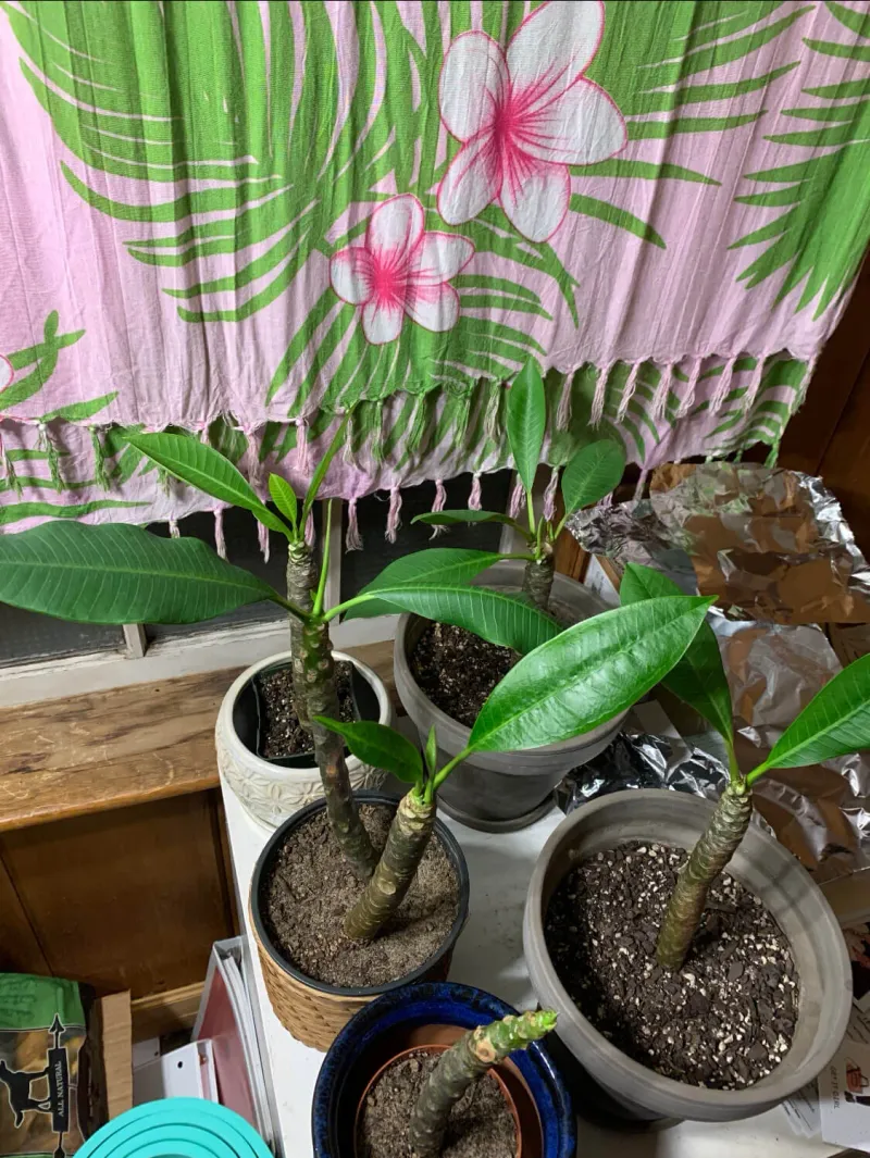 Feed only a healthy plumeria that is still actively growing