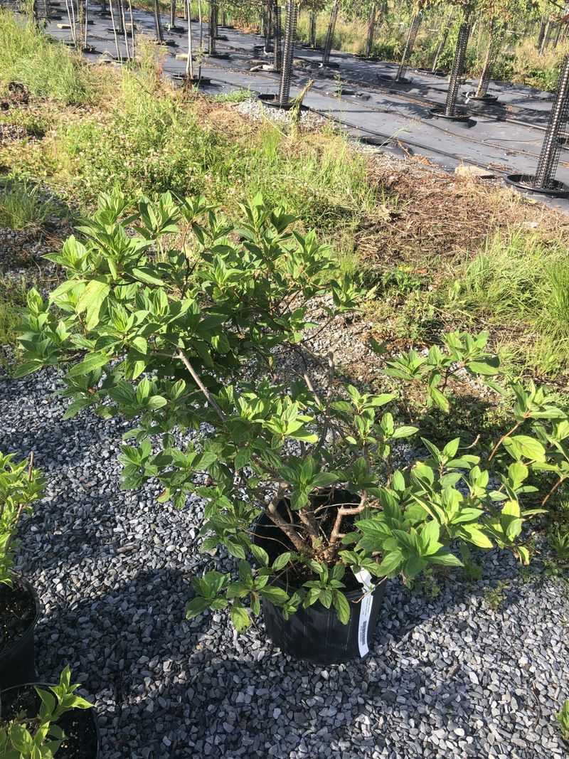 Feed when the plant needs it, not to chase fall flowers