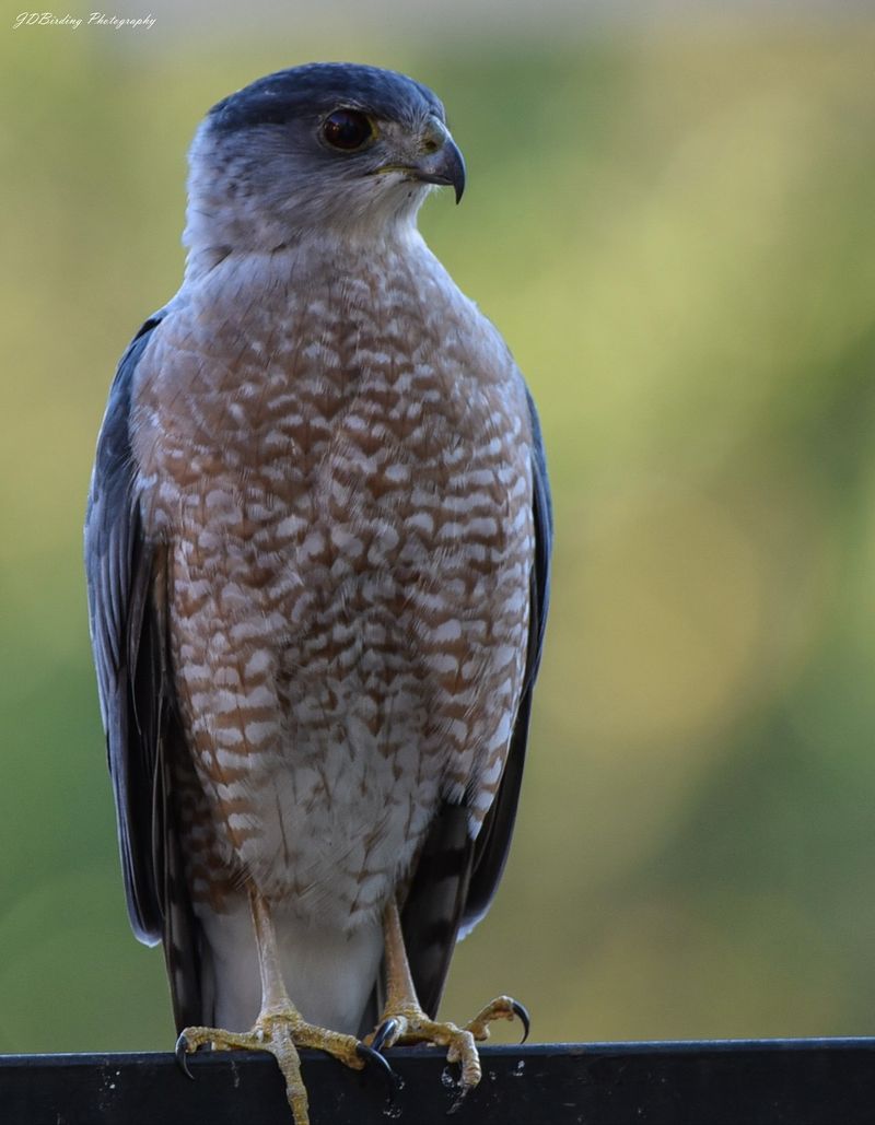 Feeders can concentrate the prey that attracts a hawk