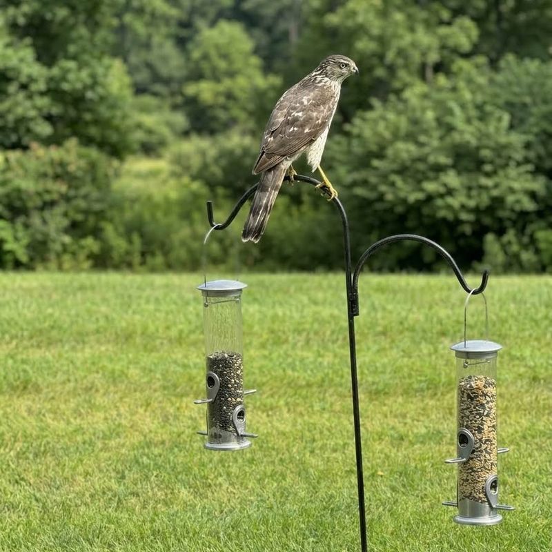 Feeders can concentrate the prey without feeding the hawk