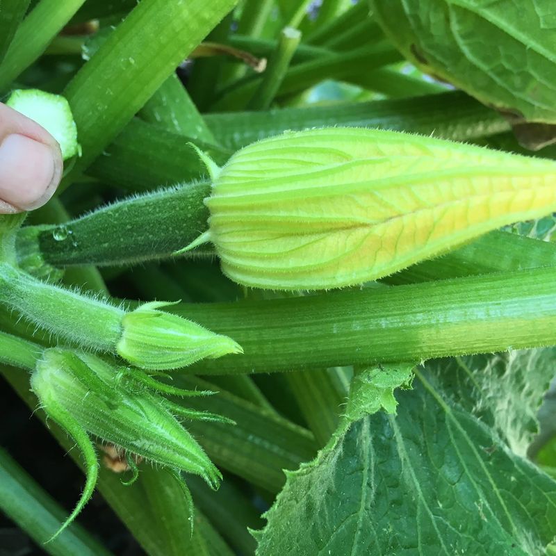 Female Flowers Still Need Pollen to Develop Fruit
