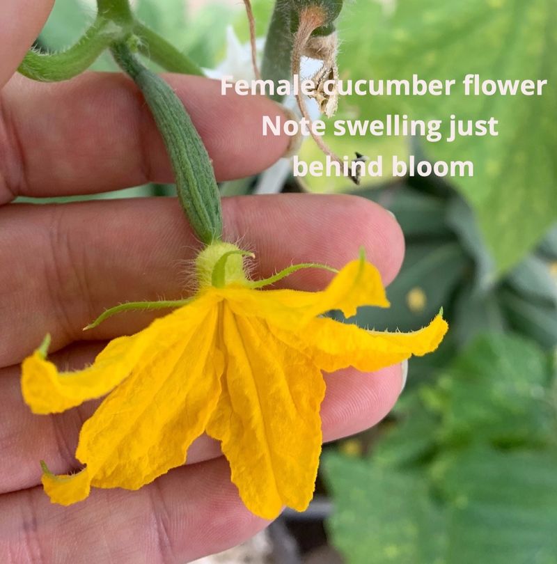 Female flowers can reveal a pollen problem