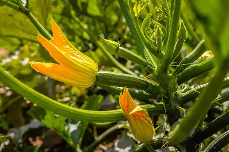 Female flowers need pollen to make normal fruit