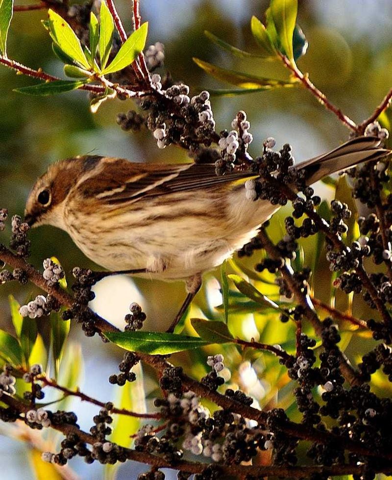 Female plants provide documented food for some birds