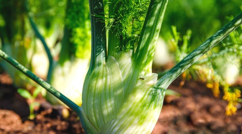 Fennel