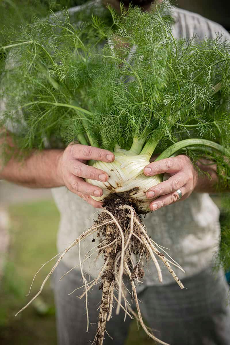 Fennel