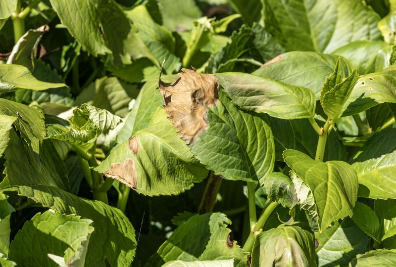 Fertilizer and fungicide can distract from the real problem Fertilizer and fungicide can distract from the real problem