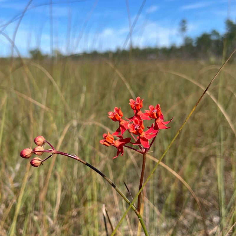 Fewflower Milkweed