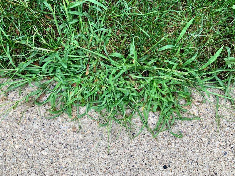Field evidence shows partial control, not a reliable vinegar cure