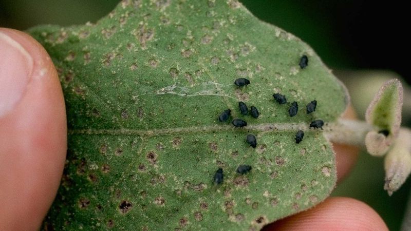 Find the insect before choosing a treatment Find the insect before choosing a treatment