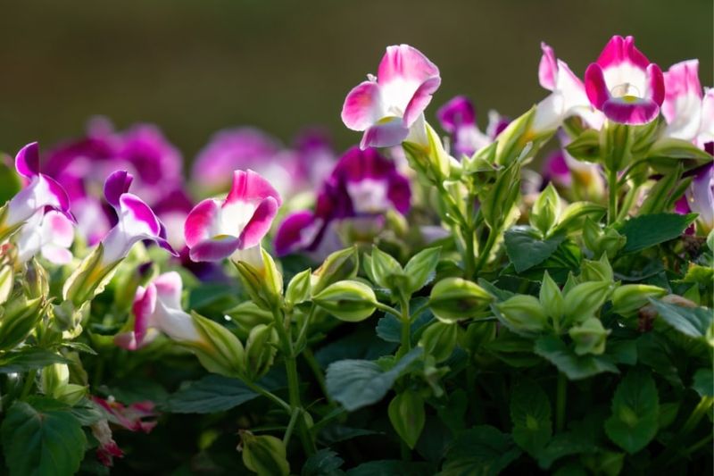 Find the light threshold that supports flowers Find the light threshold that supports flowers