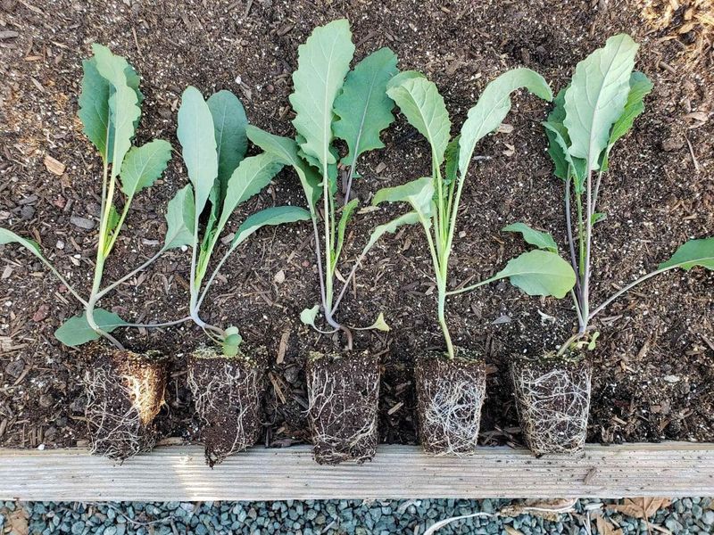 Find the original soil line