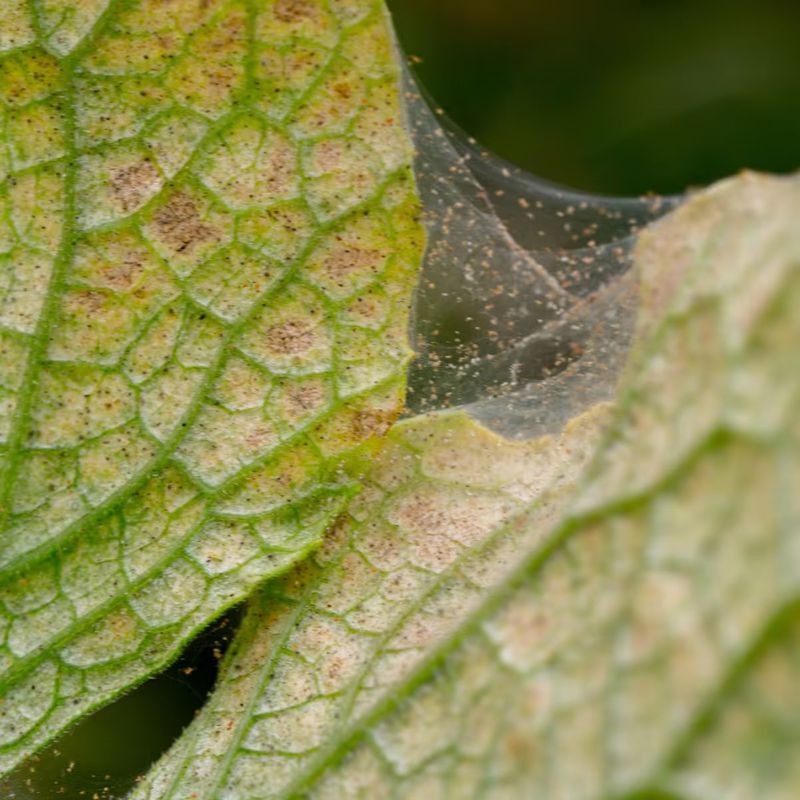 Fine stippling and webbing suggest spider mites