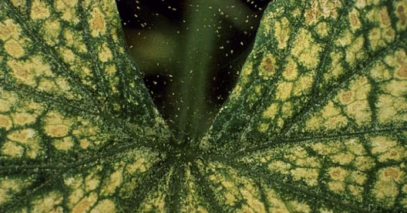 Fine stippling is a warning sign, not a diagnosis