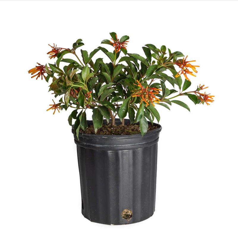 Firebush
