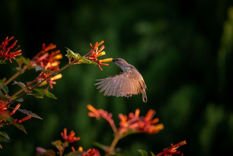 Firebush