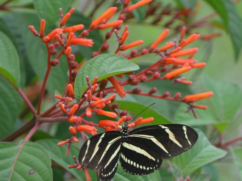 Firebush Firebush