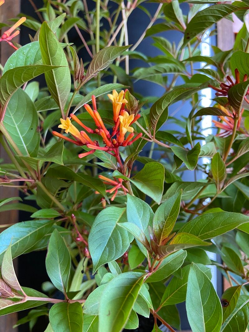 Firebush
