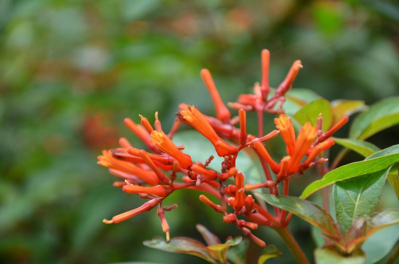 Firebush Firebush