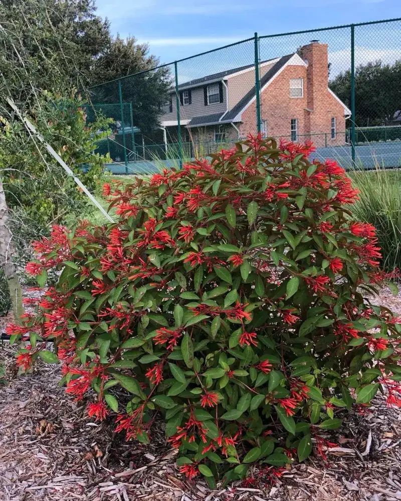 Firebush Firebush