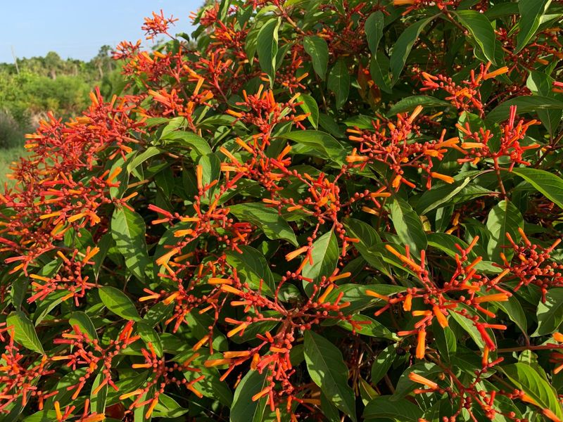 Firebush Firebush