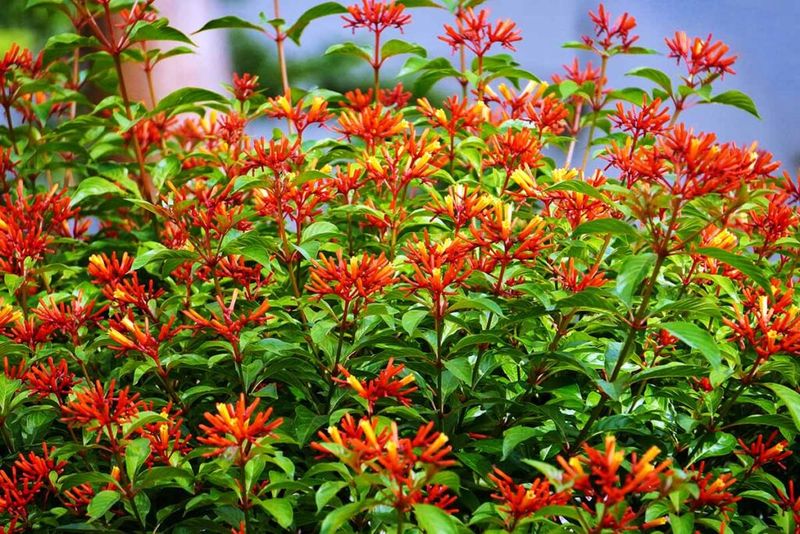 Firebush
