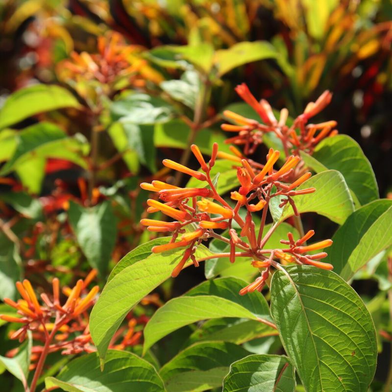 Firebush