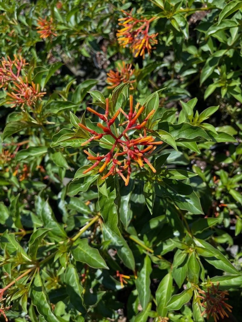 Firebush