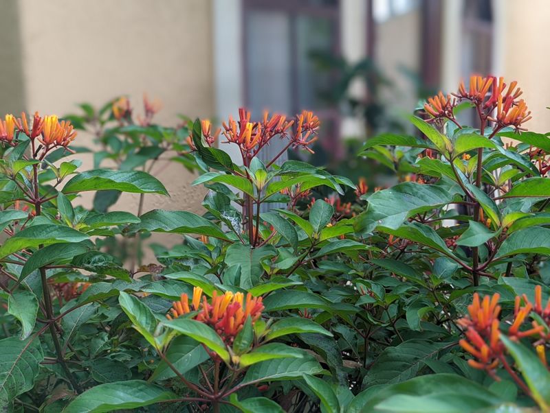 Firebush