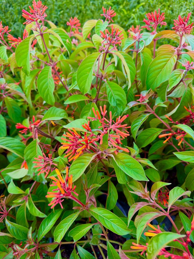 Firebush