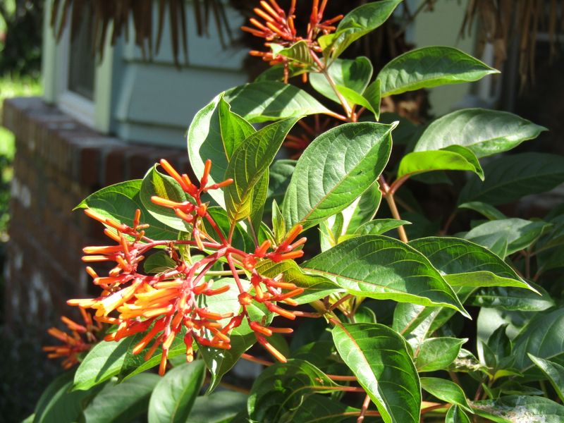 Firebush