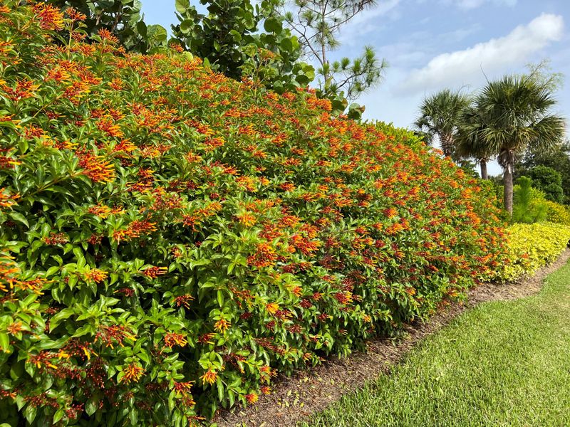 Firebush