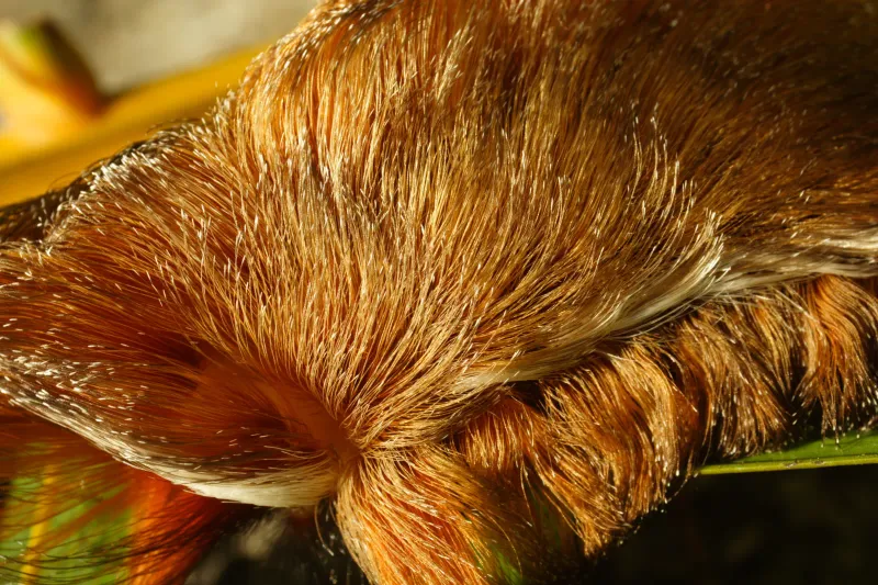 First Aid Starts With Removing Embedded Hairs