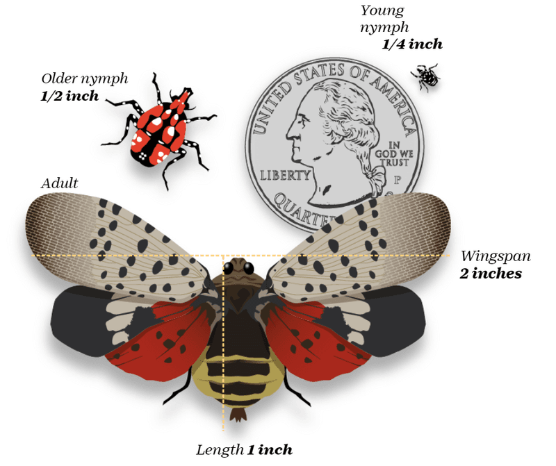 First Confirm That the Insect Is a Spotted Lanternfly
