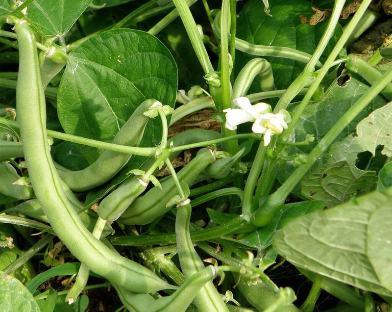 First Determine Whether Flowers Formed and Then Dropped