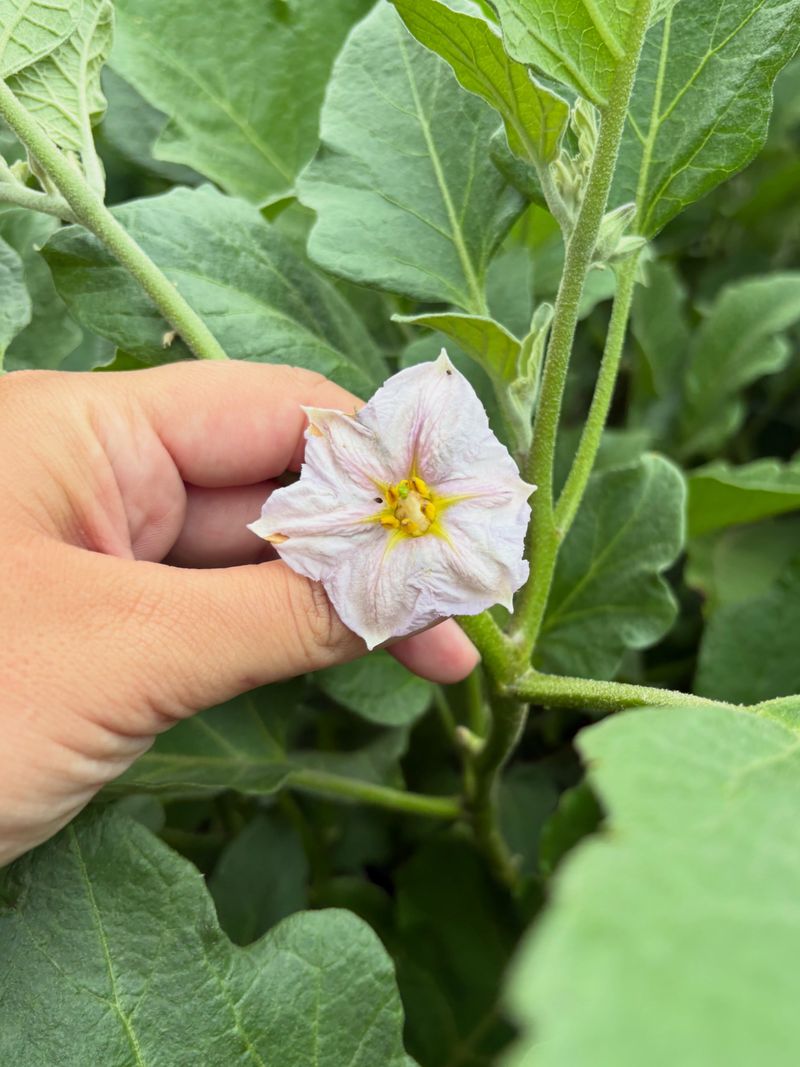 First, confirm that the plant is actually losing flowers